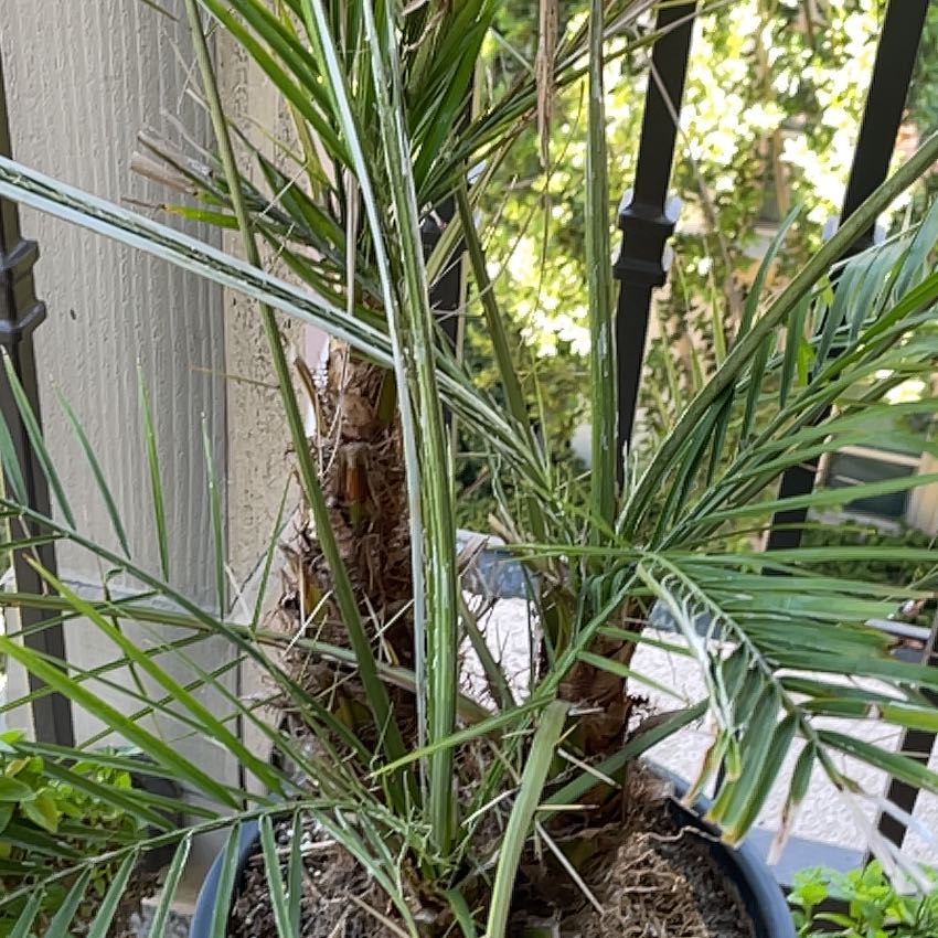 Photo of the plant species Canary Island Date Palm by @FitClubmoss41 named LiloStitch on Greg, the plant care app