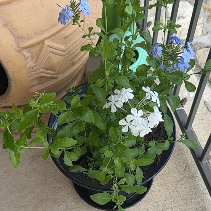Photo of the plant species Blue Plumbago by @PrizedRedcap21 named Orlando Bloom on Greg, the plant care app
