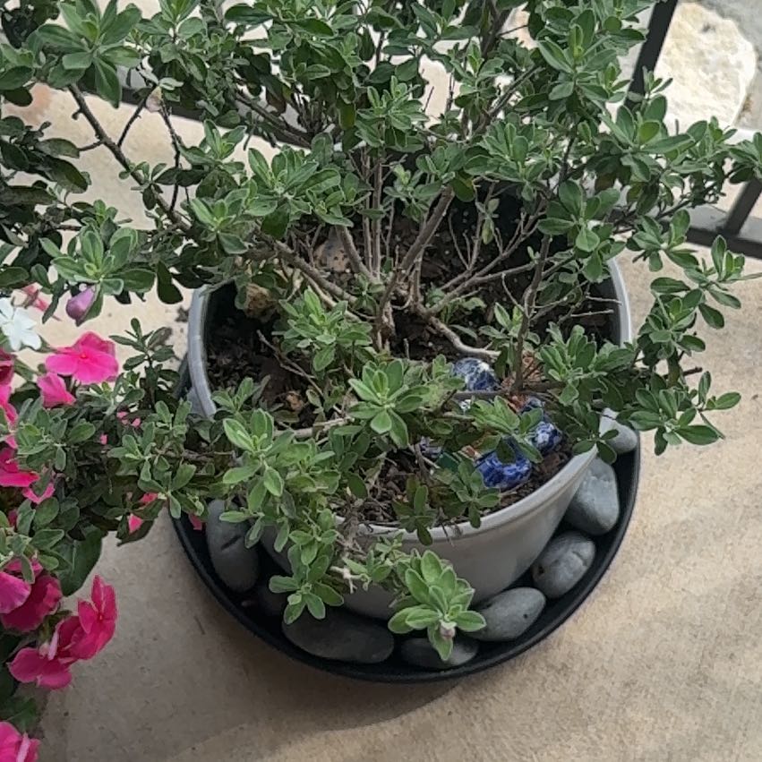 Photo of the plant species Texas Sage by @PrizedRedcap21 named Ronaldo on Greg, the plant care app