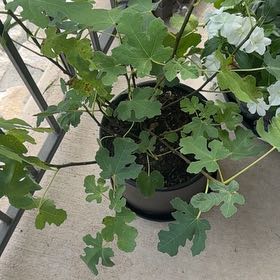 Photo of the plant species Brown Turkey Fig by @PrizedRedcap21 named Stella on Greg, the plant care app