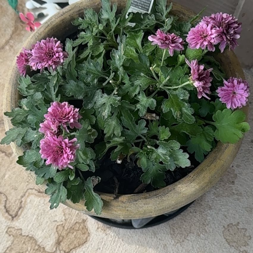 Photo of the plant species Giant Crego Aster by @PrizedRedcap21 named Remington on Greg, the plant care app