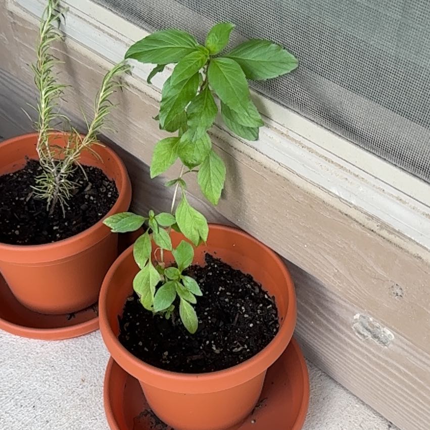 Photo of the plant species Thai Basil by @PrizedRedcap21 named Harry on Greg, the plant care app
