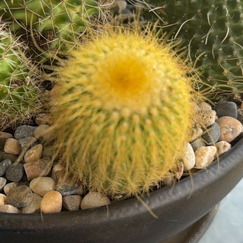 Photo of the plant species Golden Snakecactus by @PrizedRedcap21 named Duke on Greg, the plant care app