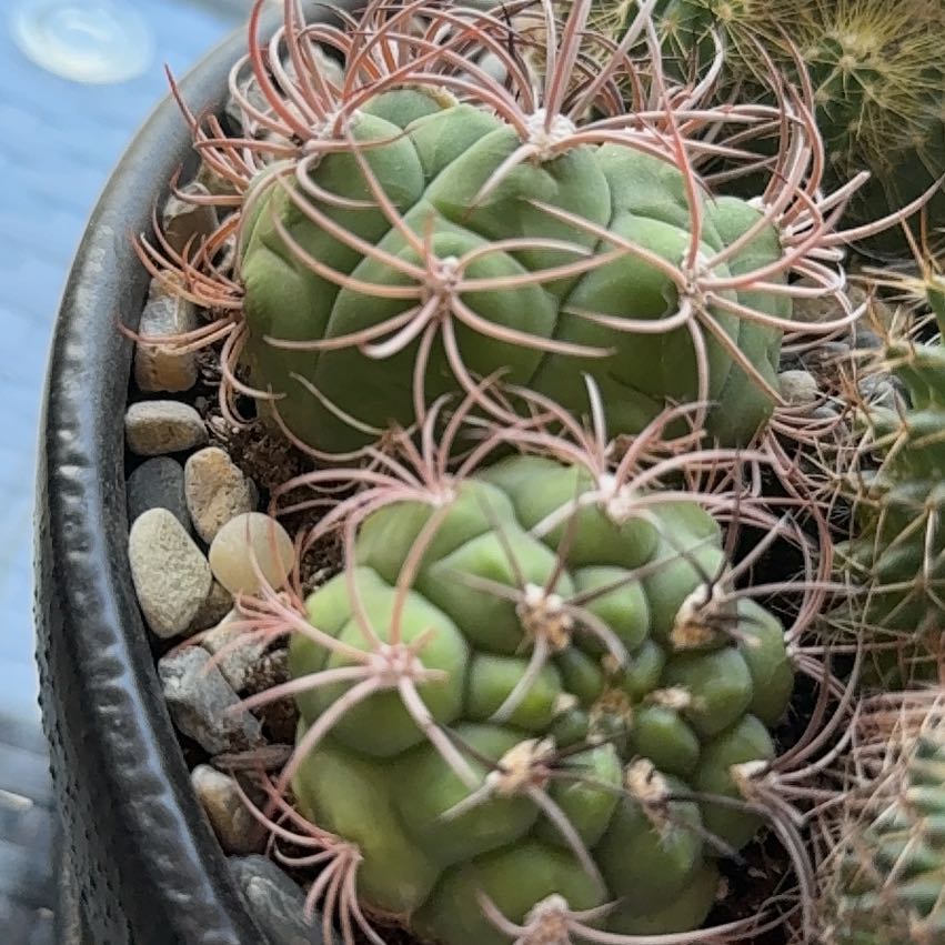 Photo of the plant species Thelocactus hexaedrophorus by @PrizedRedcap21 named Anne on Greg, the plant care app
