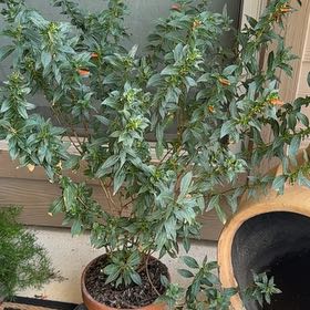 Photo of the plant species cigar plant by @PrizedRedcap21 named Eva on Greg, the plant care app
