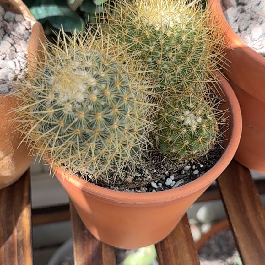 Photo of the plant species Mammillaria pringlei by @PurePurei68 named Scarlett on Greg, the plant care app