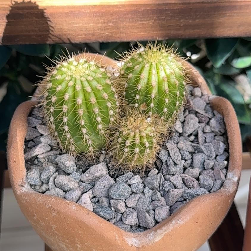 Photo of the plant species Sun Goddess Barrel Cactus by @PurePurei68 named Stella on Greg, the plant care app