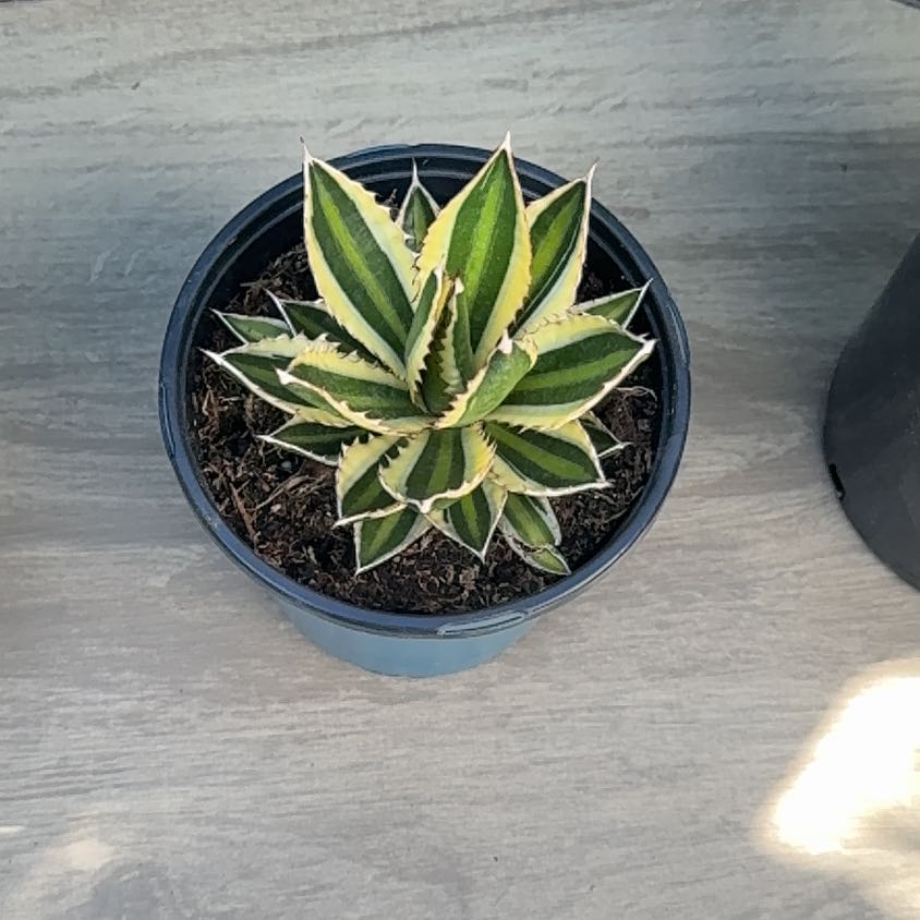 Photo of the plant species Thorn-Crested Century Plant by @PurePurei68 named Forrest on Greg, the plant care app