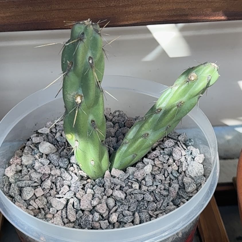 Photo of the plant species Cane Cholla by @PurePurei68 named Taylor Swift on Greg, the plant care app