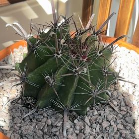 Photo of the plant species Barrel Cactus by @PurePurei68 named Beyonce on Greg, the plant care app