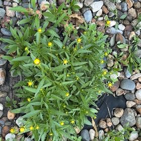 Photo of the plant species Common Evening-Primrose by @SageCorncob87 named Winston on Greg, the plant care app