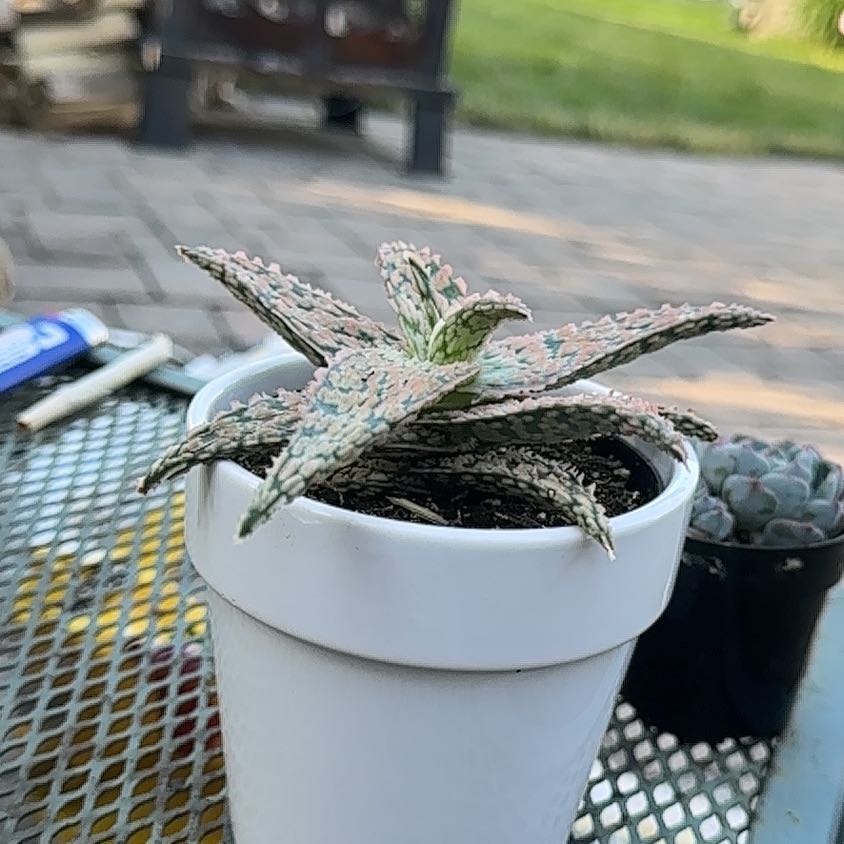 Photo of the plant species Aloe 'Lavender Star' by @HotMatgrass37 named Star Aloe on Greg, the plant care app