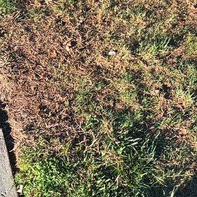 Photo of the plant species Bermuda Grass by @ImpeccantLime11 named Bella on Greg, the plant care app