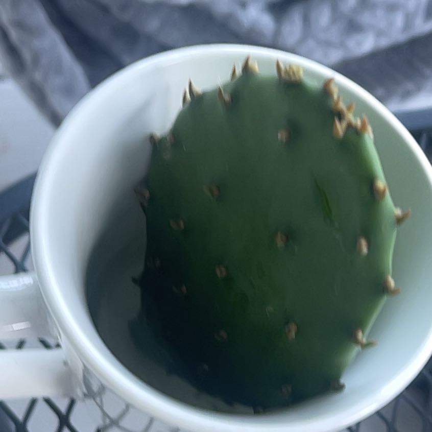 Photo of the plant species Eastern Prickly-Pear Cactus by @BuffTaro22 named Coco on Greg, the plant care app