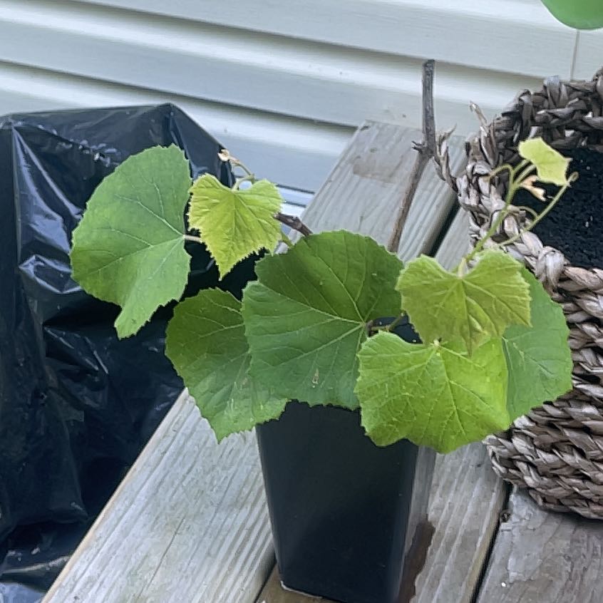 Photo of the plant species Concord Grape by @BuffTaro22 named Mando on Greg, the plant care app