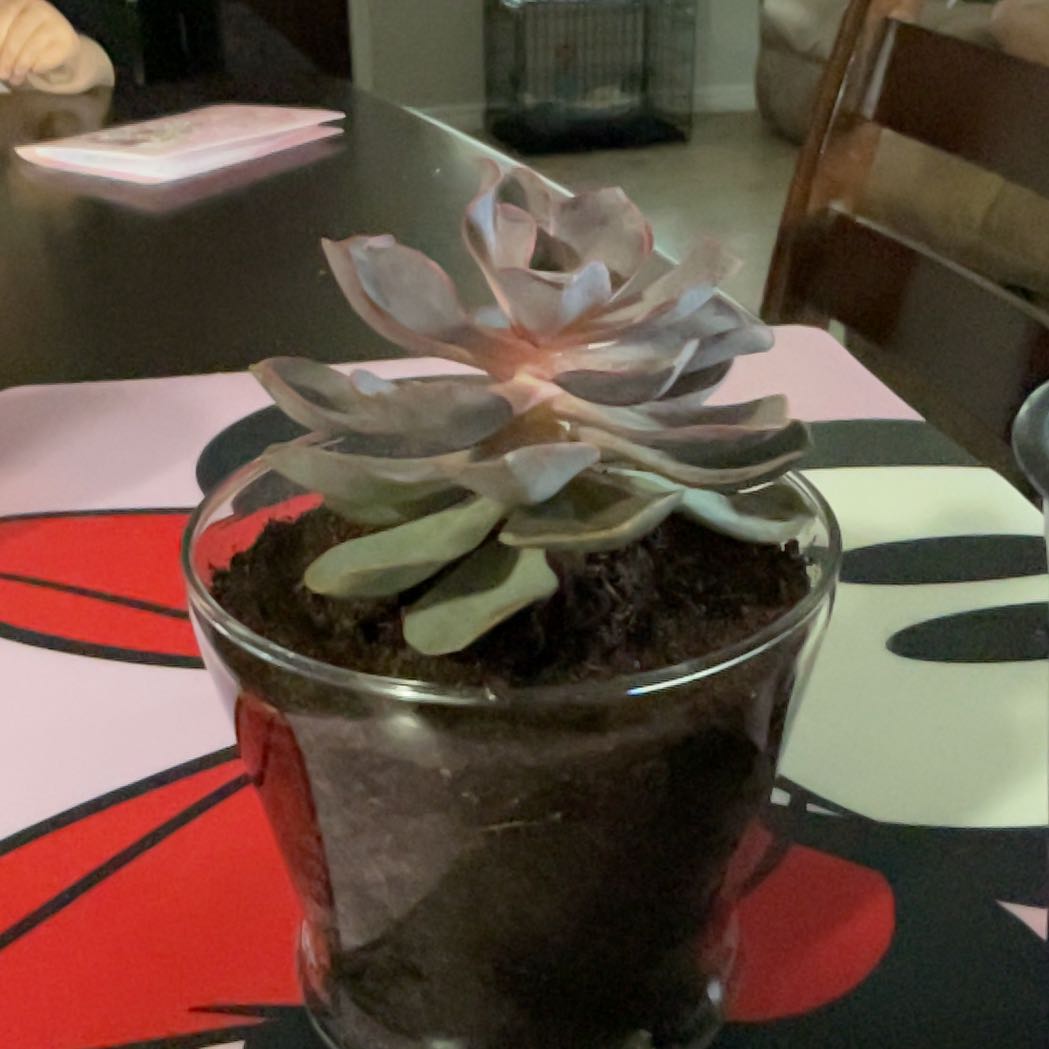 Photo of the plant species Echeveria Red Skye by @SuaveCorrea38 named Emerson on Greg, the plant care app