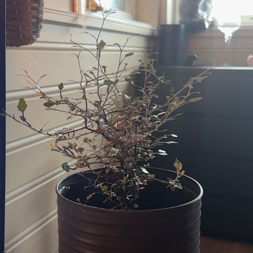 Photo of the plant species Wire Nettingbush by @ForemostPilea41 named Zeus on Greg, the plant care app