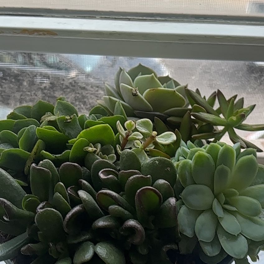 Photo of the plant species Ficus Bonsai by @VibrantAjwain24 named Terra on Greg, the plant care app
