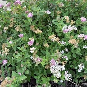 Photo of the plant species Japanese Meadowsweet by @VeridicalPhlox0 named Aria on Greg, the plant care app