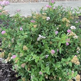 Photo of the plant species Japanese Meadowsweet by @VeridicalPhlox0 named Sigmund on Greg, the plant care app