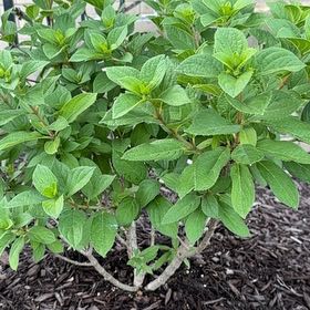 Photo of the plant species Panicle Hydrangea by @VeridicalPhlox0 named Plato on Greg, the plant care app