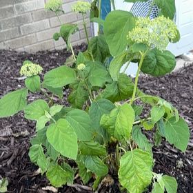 Photo of the plant species Ashy Hydrangea by @VeridicalPhlox0 named James Dean on Greg, the plant care app