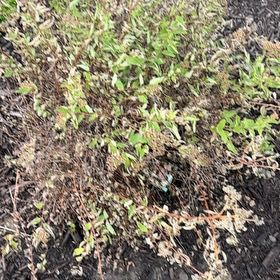 Photo of the plant species Japanese Meadowsweet by @VeridicalPhlox0 named Sproutacus on Greg, the plant care app