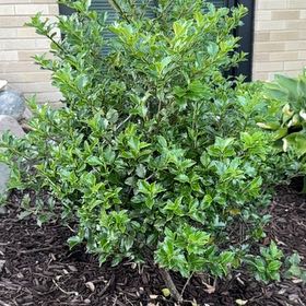 Photo of the plant species Chinese Holly by @VeridicalPhlox0 named Prince on Greg, the plant care app