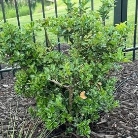 Photo of the plant species Chinese Holly by @VeridicalPhlox0 named Homer on Greg, the plant care app