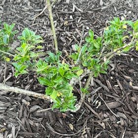 Photo of the plant species Sky Pencil Holly by @VeridicalPhlox0 named Orlando Bloom on Greg, the plant care app
