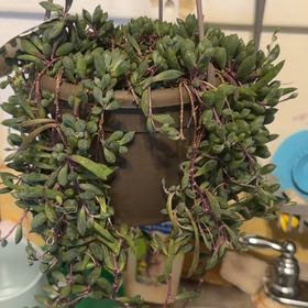 Photo of the plant species String of Rubies by @BigRainbow6 named Doja Cat on Greg, the plant care app