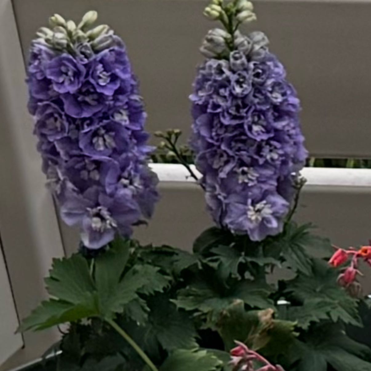 Photo of the plant species Candle Larkspur by @HeadKamahi44 named Orlando Bloom on Greg, the plant care app