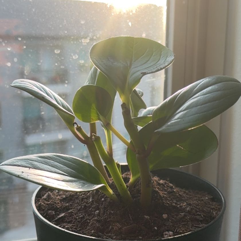 Photo of the plant species Hoya Hybrid by @LordlyColeus24 named Surya on Greg, the plant care app