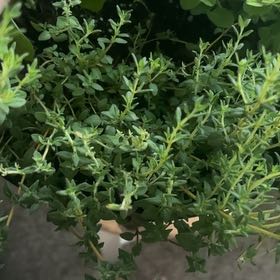 Photo of the plant species Common Thyme by @PetFeltbush12 named Demi on Greg, the plant care app