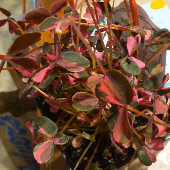 Photo of the plant species Oxalis 'Plum Crazy' by @SuavePhalsa69 named Gregarious on Greg, the plant care app