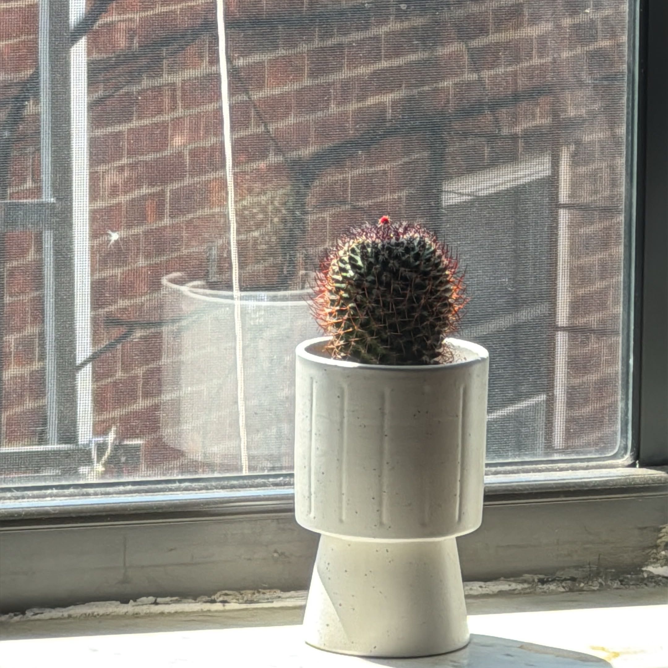 Photo of the plant species Mammillaria Cactus by @PetSalsify89 named Tetra’yonte on Greg, the plant care app