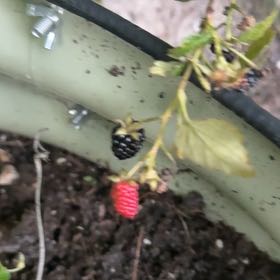 Photo of the plant species Black Mulberry by @VipCoralswirl47 named Emerson on Greg, the plant care app