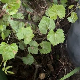 Photo of the plant species Muscadine Grape by @VipCoralswirl47 named Gates on Greg, the plant care app
