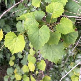 Photo of the plant species Muscadine Grape by @VipCoralswirl47 named Shakira on Greg, the plant care app