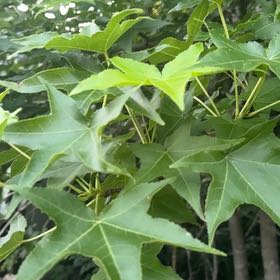Photo of the plant species American Sweetgum by @VipCoralswirl47 named Athena on Greg, the plant care app