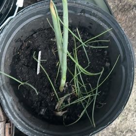 Photo of the plant species Garlic by @VipCoralswirl47 named Gomez on Greg, the plant care app