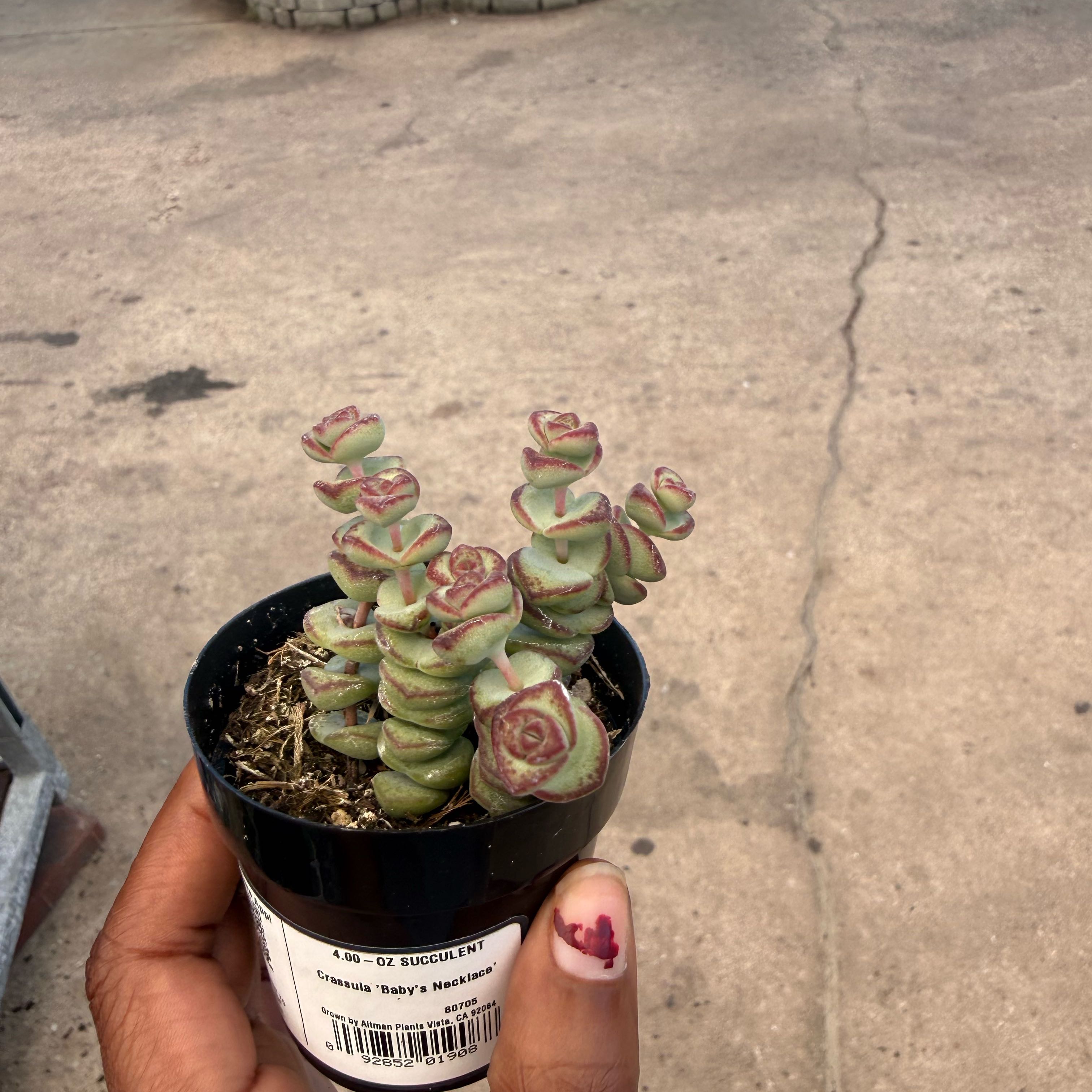 Photo of the plant species Crassula 'Baby Necklace' by @EuphoricComet68 named James Dean on Greg, the plant care app