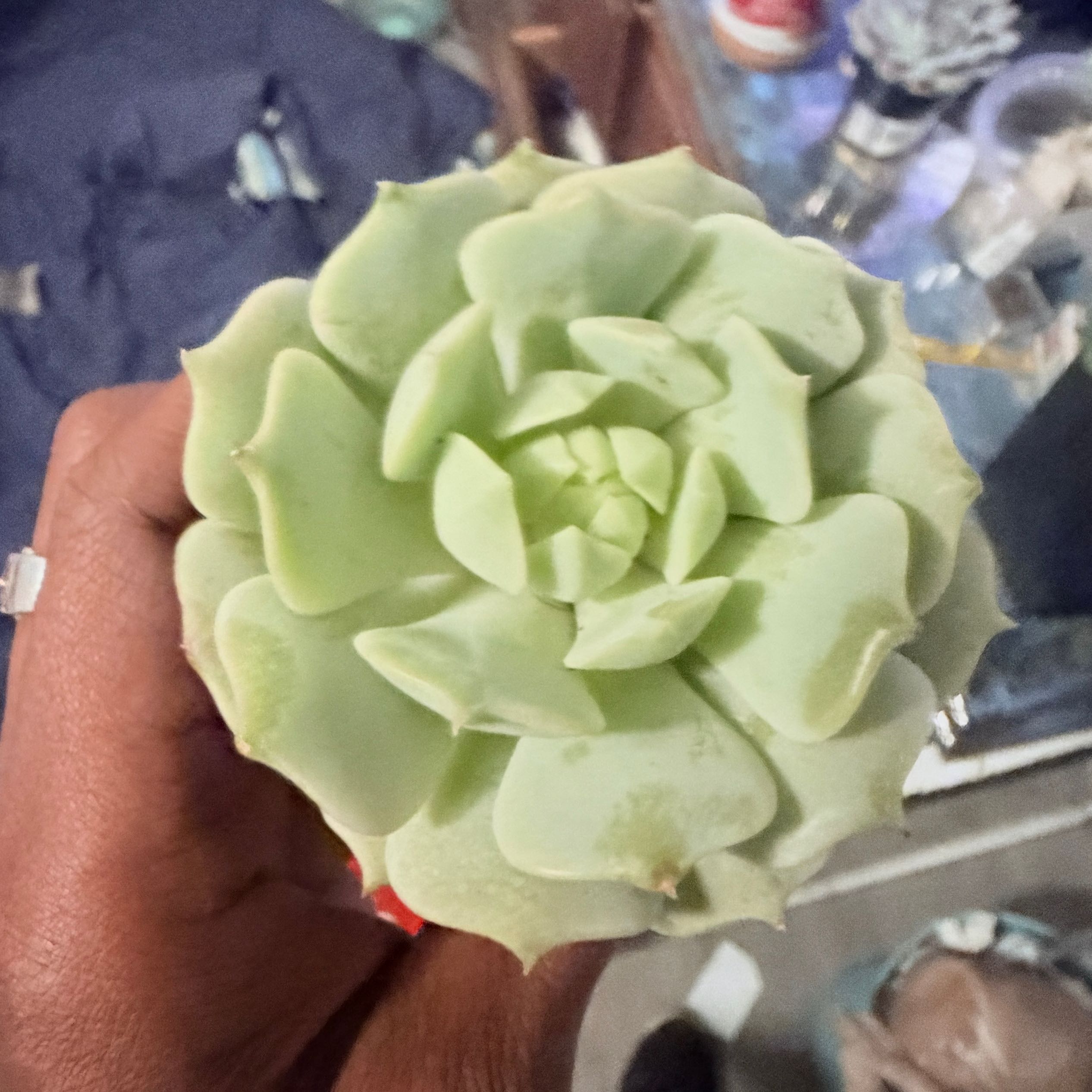 Photo of the plant species Echeveria 'Seraphina' by @SuperbMango32 named Khaleesi on Greg, the plant care app