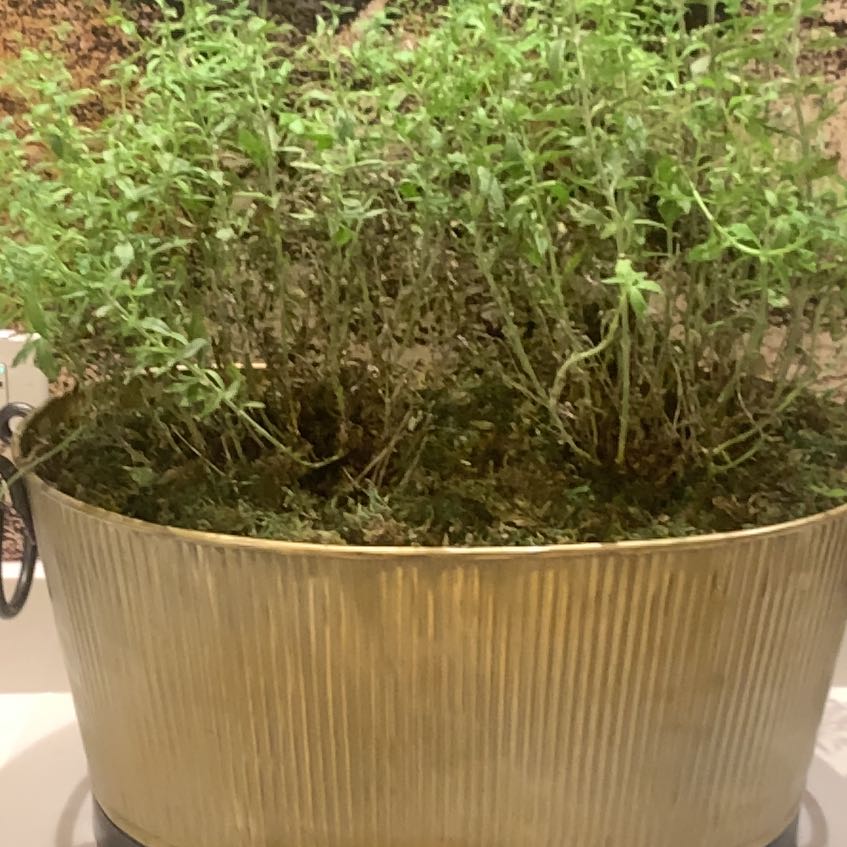 Photo of the plant species Russian Sage by @MaximalPurei91 named Doja Cat on Greg, the plant care app