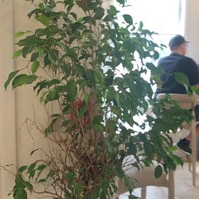 Photo of the plant species Ficus Beniamina by @MaximalPurei91 named Shakira on Greg, the plant care app