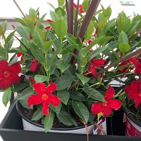 Photo of the plant species Pink Dipladenia by @MaximalPurei91 named Kendall on Greg, the plant care app