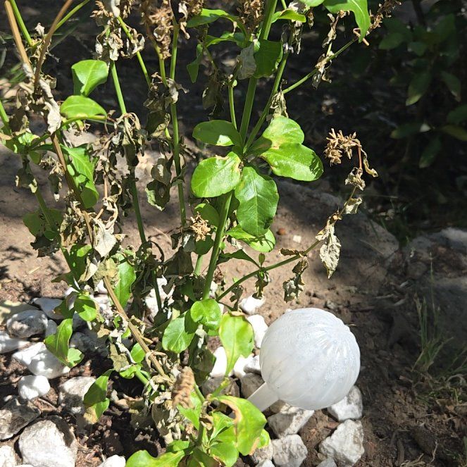Photo of the plant species Imperial Blue Plumbago by @PrizeAchiote0 named Imp on Greg, the plant care app