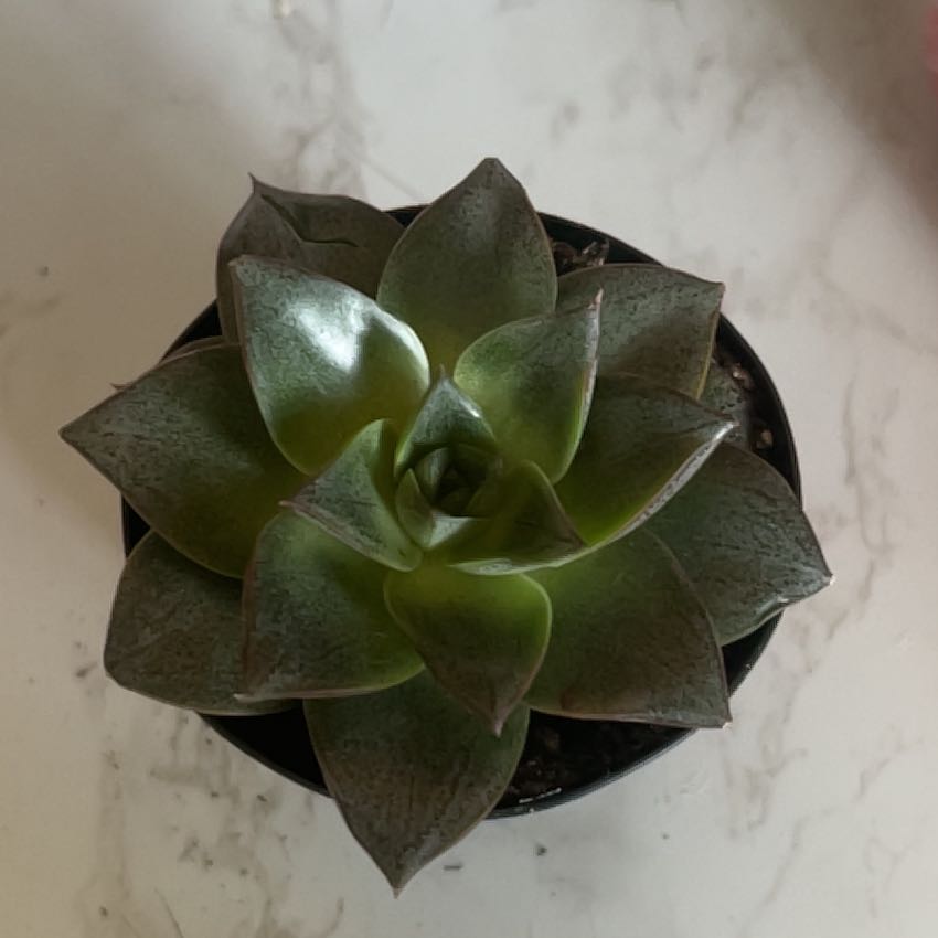 Photo of the plant species Echeveria purpusorum by @LushAjwain89 named Eva on Greg, the plant care app