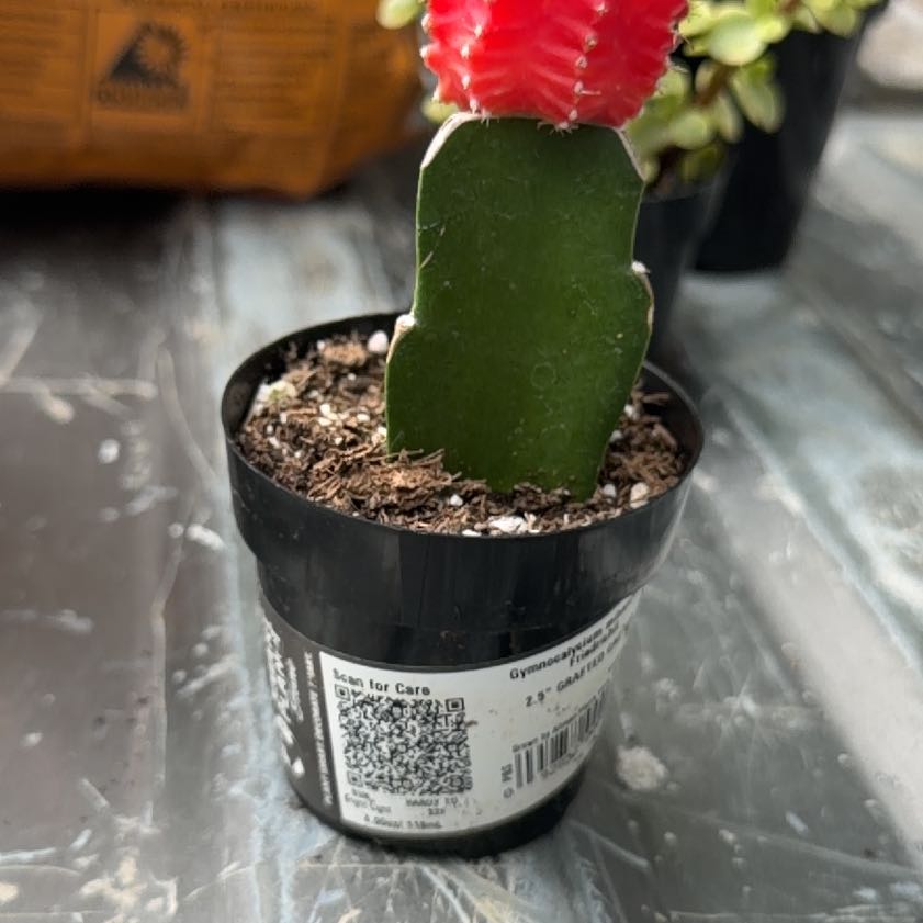 Photo of the plant species Grafted Cacti by @CuriousAlula36 named Forrest on Greg, the plant care app