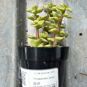 Photo of the plant species Portulacaria afra 'Jubilee' by @CuriousAlula36 named Homer on Greg, the plant care app